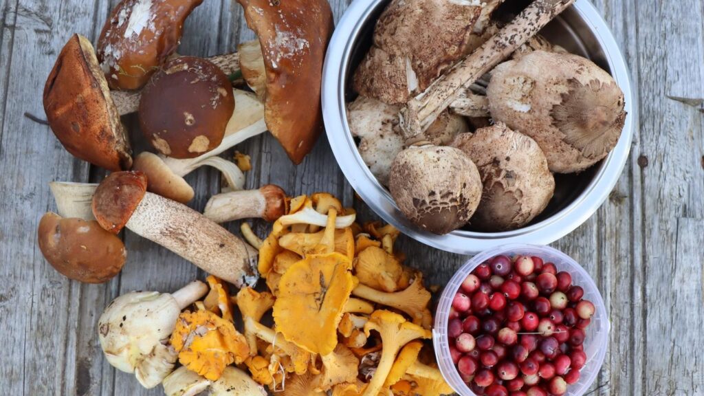 Forest foods: mushrooms, berries