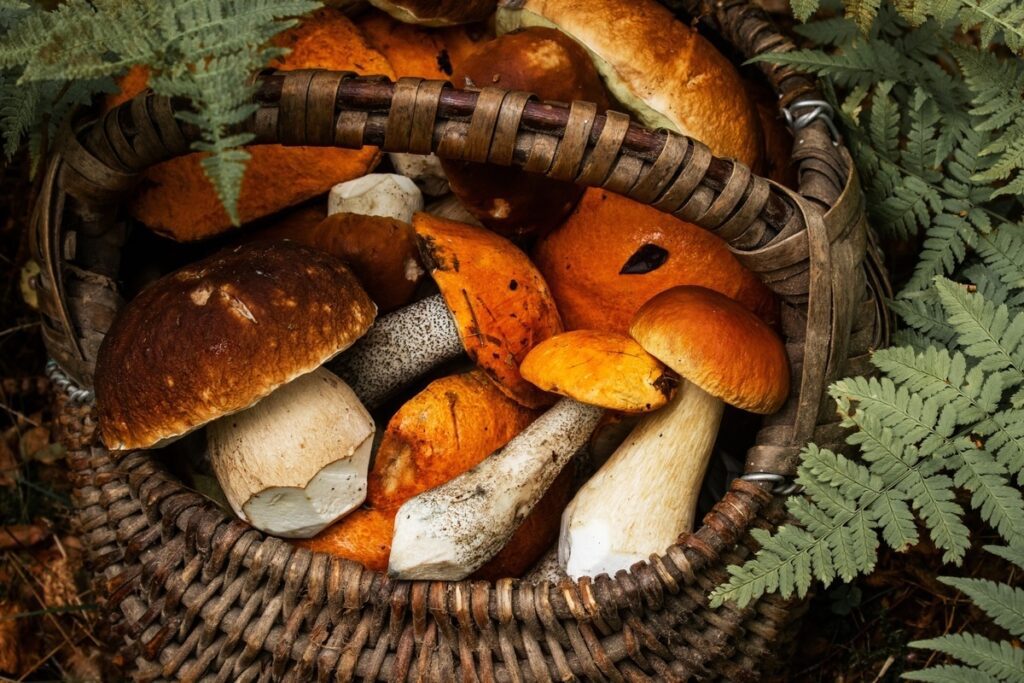 Forest mushrooms in a basket