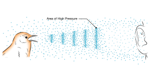 Onde sonore d&#39;un oiseau