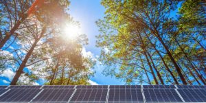 Solar panel on larch forest summer with different trees,